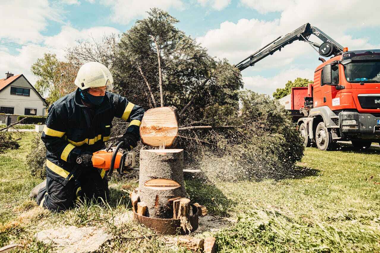 Best Stump Grinding Near Me  in Greenacres, FL